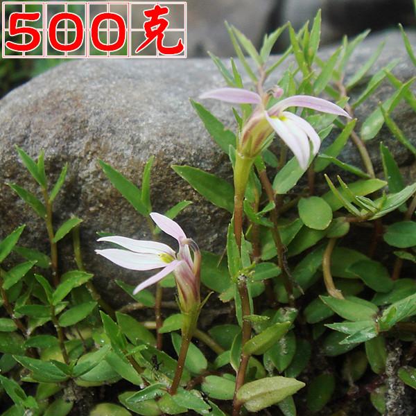   Ұ500g ߾  ߻ 