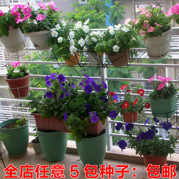 垂吊矮牵牛花种子四季种易活50粒阳台种植花卉盆栽绿植花草植物