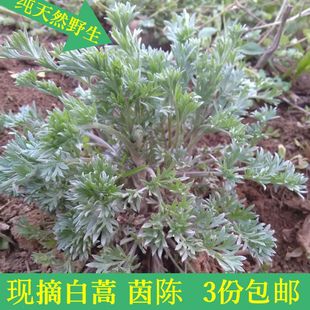 2017野生茵陈 陕西茵陈蒿 秦岭绵茵陈 白蒿全草整棵 道地产区500g