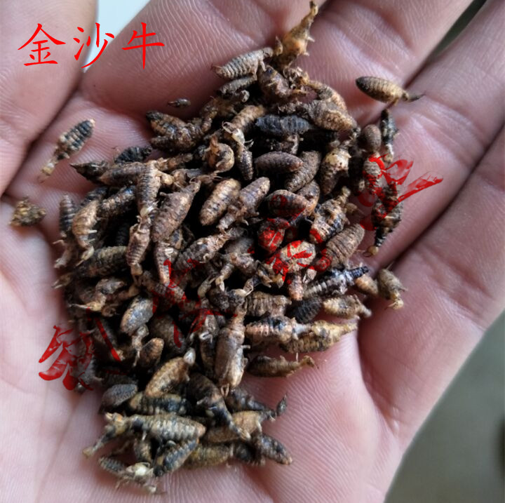 金沙牛 中药材 野生金沙牛 地牯牛 蚁狮 清水货质量保证100克包邮