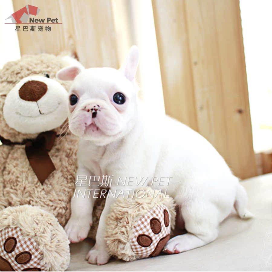 x凌空星巴斯 进口纯种法国斗牛犬法斗 幼犬宠物狗狗活体出售fd353