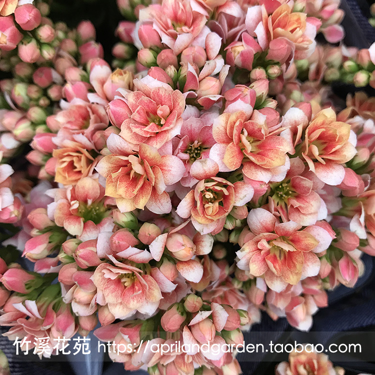 长寿花香槟色盆栽重瓣单瓣进口多肉伽蓝菜带花苞喜阳阳台花卉包邮