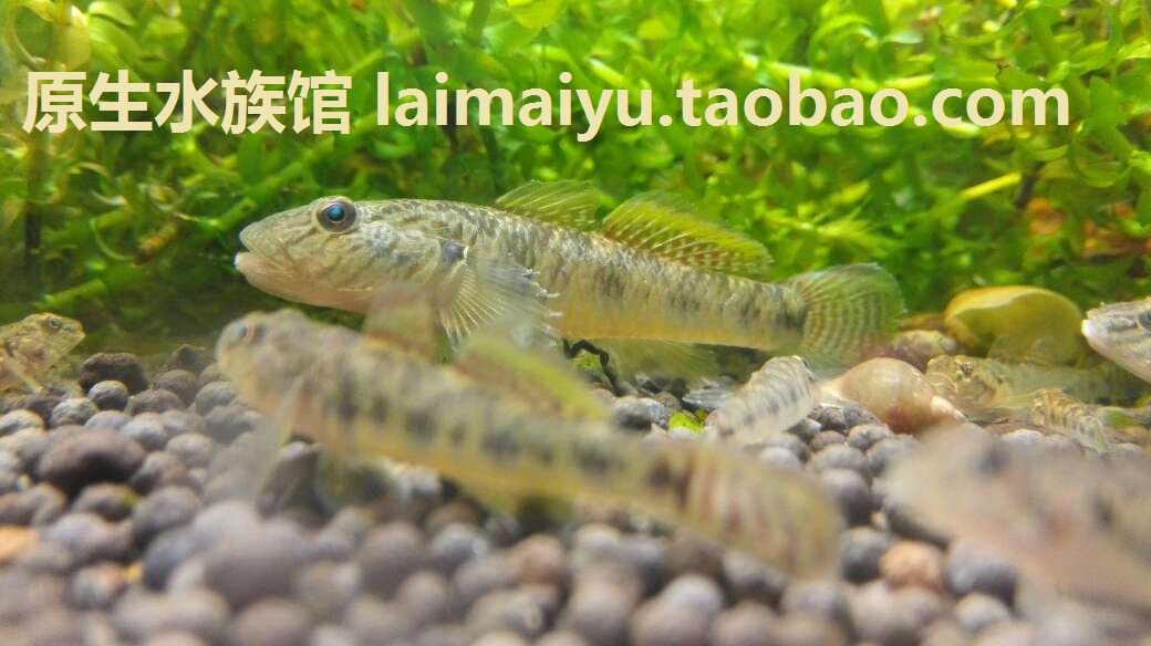 原生虾虎