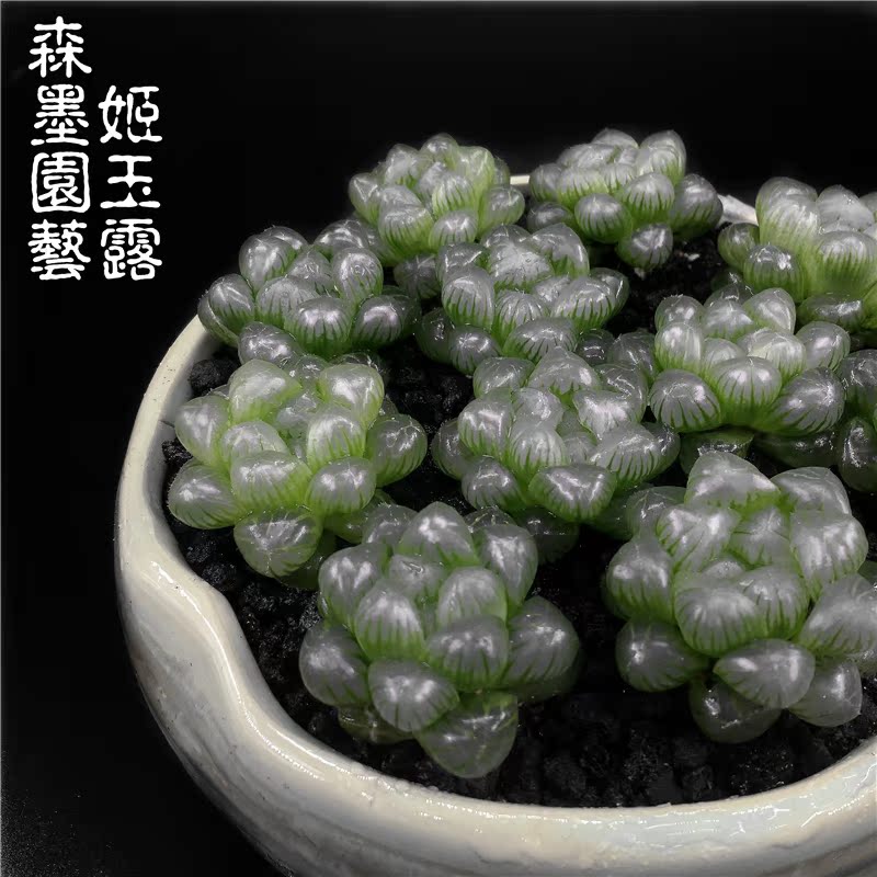 冰灯玉露