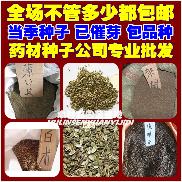 中药材种子 白芷 桔梗 板蓝根 丹参 决明子 党参 柴胡 防风种子