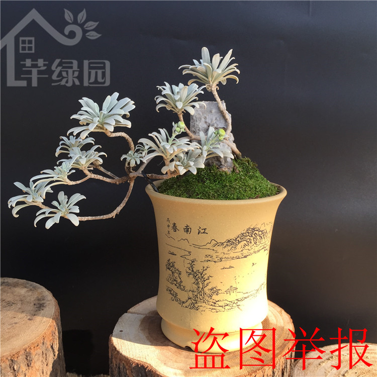 芙蓉菊小盆栽 人气提神中药植物 雪艾香菊绿萝薄荷绿植花卉小苗