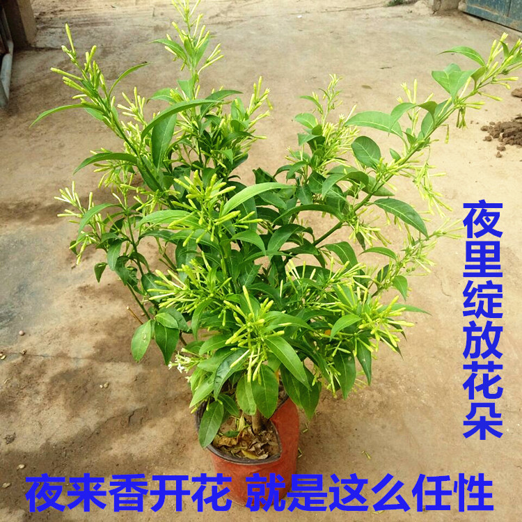 夜来香花苗盆栽 庭院阳台四季开花绿植花卉 净化空气驱蚊香草植物