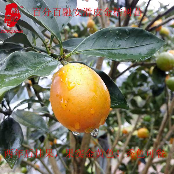 广西特产融安金桔树苗 滑皮脆皮金桔 脆蜜金柑 无籽纯甜无酸 包邮
