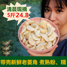 5斤 包邮 新鲜老菱角青菱角农家活水野生腰菱水栗子 现摘现发