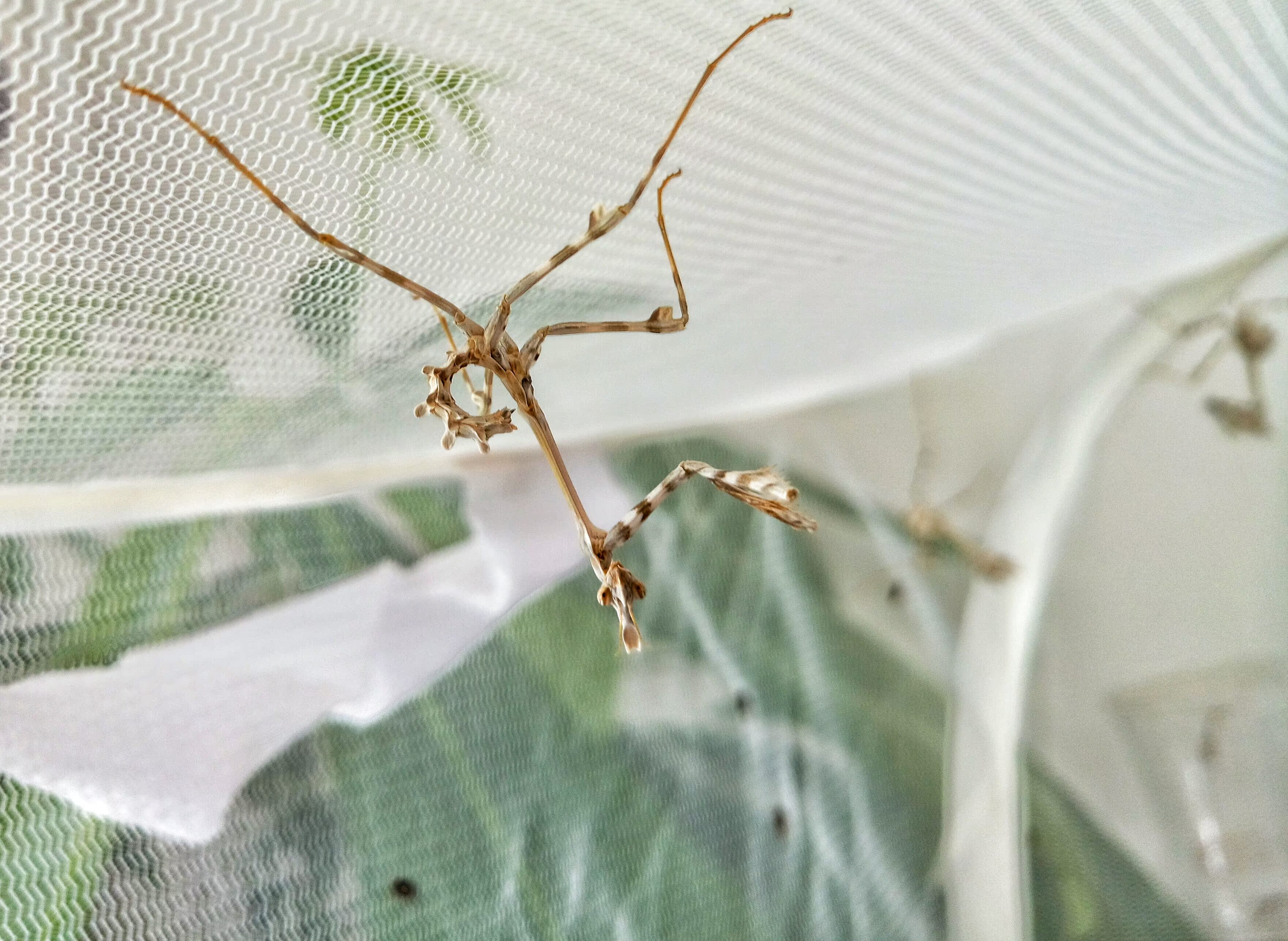 云峰螳瘾pseudoxyops perpulchra宠物昆虫螳螂活体宠物活体异宠