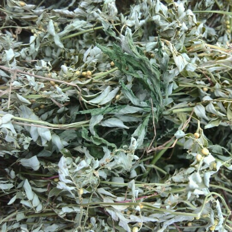 新鲜杠板归草药 野生老虎脷 河白草 蛇倒退 蛇不过 500g 梨头刺