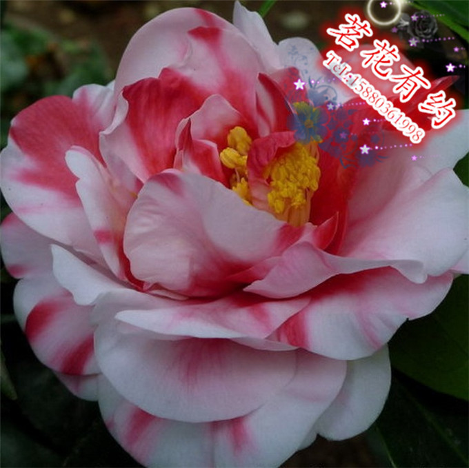 包邮【露珍茶花】盆栽茶花花露珍红露珍花蝴蝶庭院窗台绿植花卉