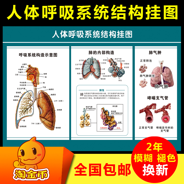 【包邮】人体内脏器官功能血管心脏肝肺消化呼吸系统构造解剖挂图