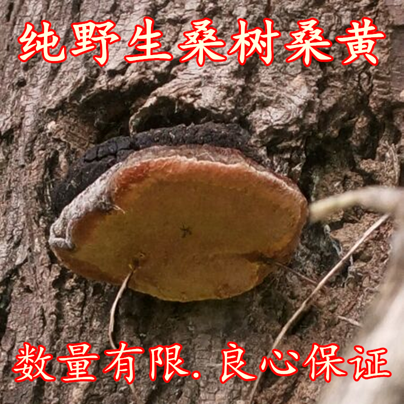 店内还有级野生赤灵芝纯天然特正宗纯野生桑树桑黄野生桑黄灵芝