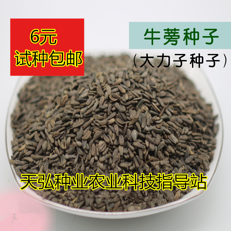 【牛蒡子种子】批发中药材种子2015年纯新产牛蒡大力子种籽包邮