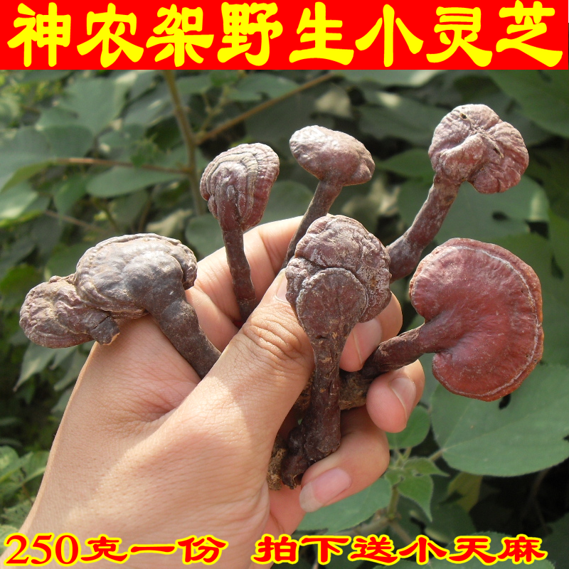 神农架深山纯野生灵芝整枝林芝正宗赤灵芝野生灵芝菌片250克包邮