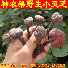 包邮 神农架深山纯野生灵芝整枝林芝正宗赤灵芝野生灵芝菌片250克