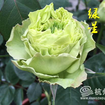 月季花苗|绿星大花月季浓香鲜花绿植盆栽蔷薇花玫瑰花苗带花发货