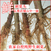 【拍下发货】野生新鲜黄花菜根萱草根金针根 1斤9.9包邮特惠