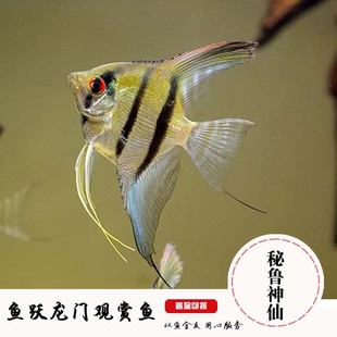 热带观赏鱼燕鱼秘鲁神仙鱼秘鲁燕鱼野生埃及斑马神仙鱼神仙鱼活体