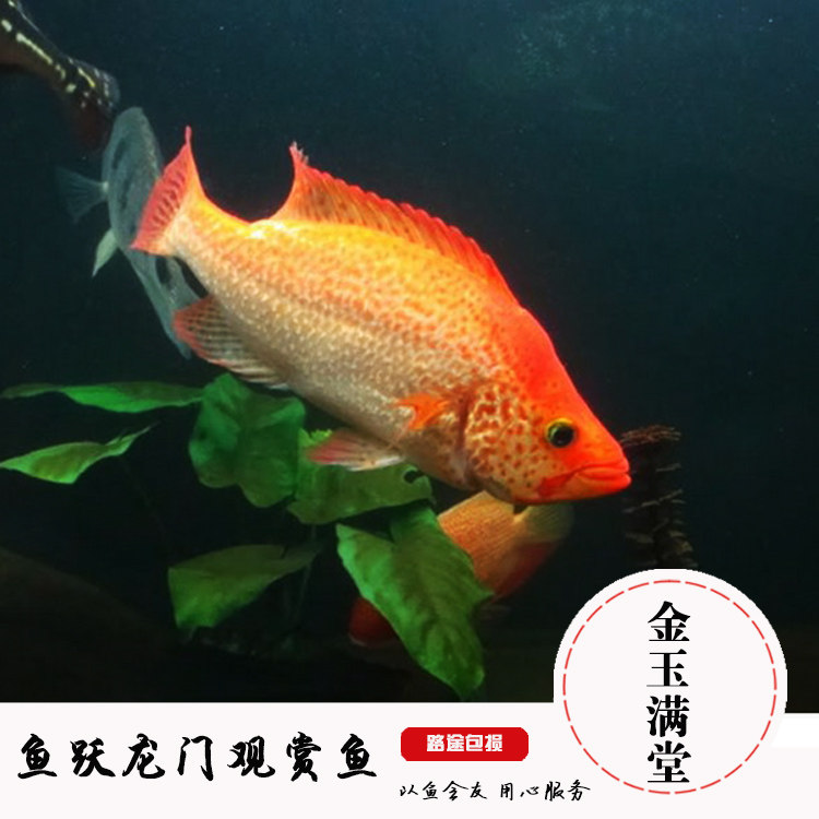 观赏热带鱼发财鱼红老虎鱼金玉满堂鱼活体红关公红头金鲷龙缸配鱼