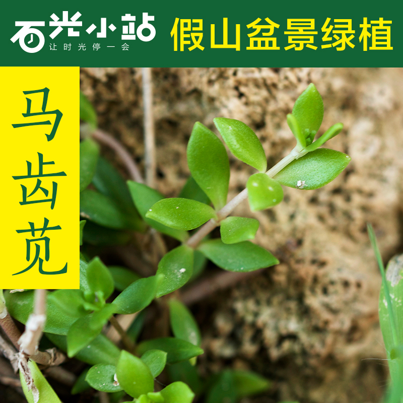 马齿苋马榨菜五行草长命菜瓜子菜马齿菜蚂蚱菜上水石吸水石假山