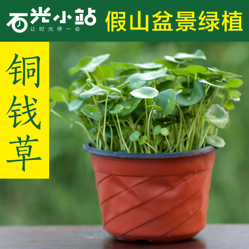 铜钱草吸水石假山上水石盆栽植物绿植对座草金钱草金花菜铺地莲
