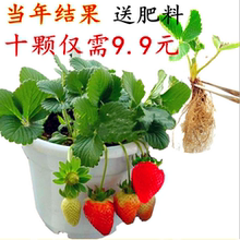 奶油草莓苗 室内结果 盆栽果树苗 四季 草莓 盆栽草莓 草莓苗