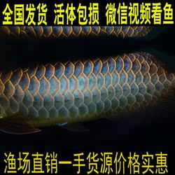 呈千祥龙鱼贸易-红龙鱼观赏鱼活体金龙鱼 \/龙鱼