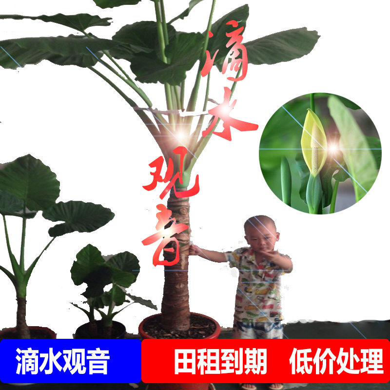 滴水观音盆栽霸王芋水培植物花卉室内吸甲醛绿植海芋大叶绿色盆景
