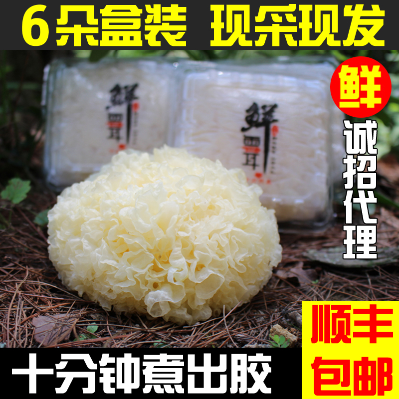 新鲜银耳包邮古田雪耳白木耳特级活耳深山鲜活鲜银耳6朵盒装顺丰