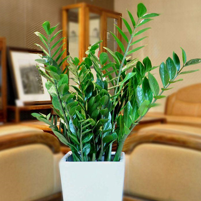室内植物 金钱树盆栽 摇钱树发财树办公室大型绿植盆景花卉包邮