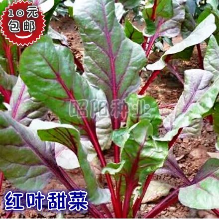 红叶甜菜种子 补血奇效 红叶菠菜种子 红梗菜 红根达菜 甜叶菜