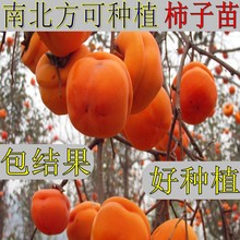 磨盘柿子苗南北方种植嫁接日本甜柿子果树苗当年结果盆栽柿子树苗