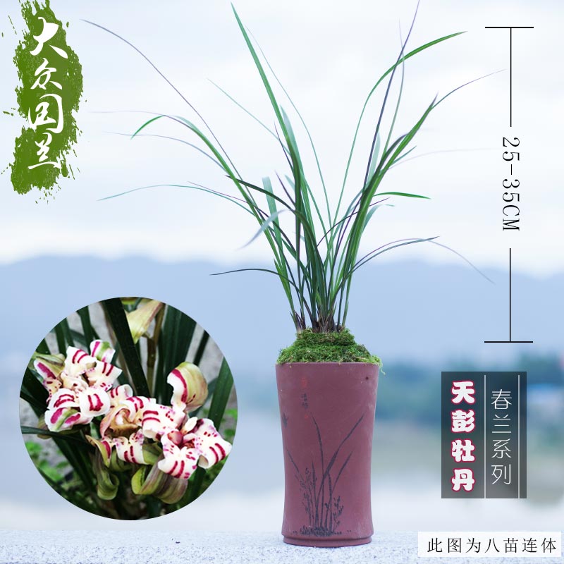 兰花苗春兰 奇花铭品-天彭牡丹 不带花苞庭院植物花卉绿植盆栽