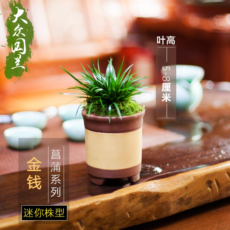 正宗金钱菖蒲草 盆景迷你盆栽室内客厅水培植物虎须菖蒲金凤凰