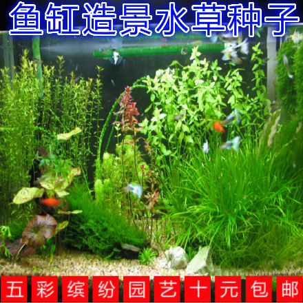 水族箱鱼缸造景水草种子 迷你矮珍珠种子金鱼草伊乐藻 牛毛草种子
