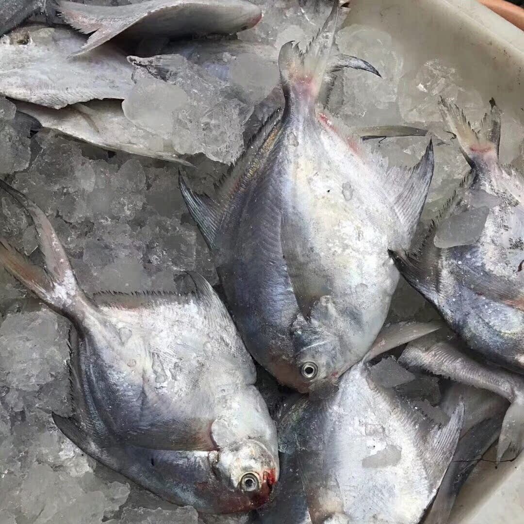 白鲳鱼 (White Pomfret) - YS Seafood 渔乡鲜货 · 直送到府