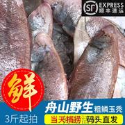 舟山新鲜正宗野生龙利鱼 比目鱼 舌头鱼 邋遢鱼 玉秃鱼
