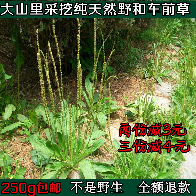 车前草秦岭野生车前草茶新鲜干货车轮菜牛舌菜2016新货500g包邮