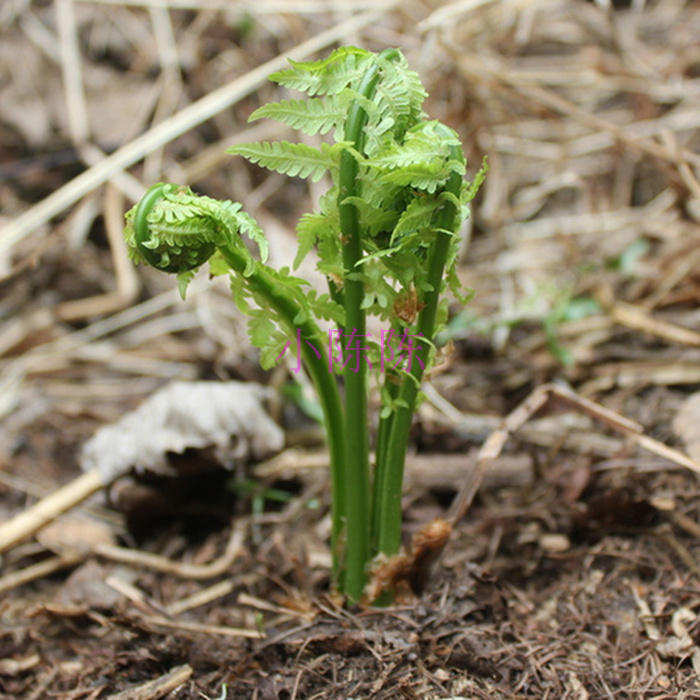 2017新鲜蕨菜东北山菜新鲜猴腿菜蕨菜 野生山野菜一份