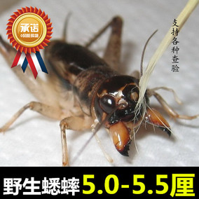 野生蟋蟀蛐蛐活体牙大宁津斗蟋蟀精选活体野生蛐蛐5.0-5.5厘包邮