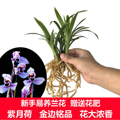 正品兰花苗 紫月荷 金边线艺 帝王妃四季建兰金边浓香花卉盆栽