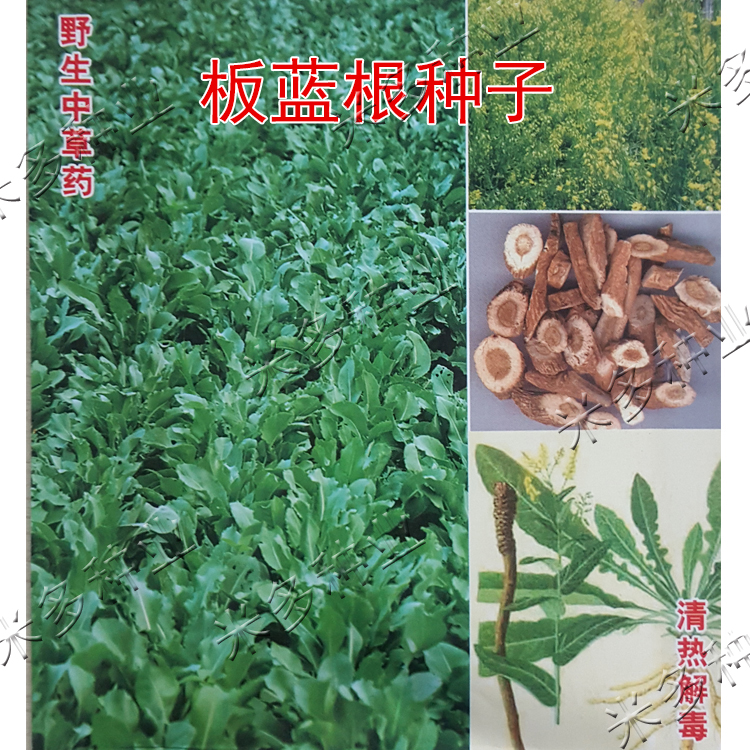 板蓝根种子 大青根 阳台庭院盆栽种植四季播易种草药种子