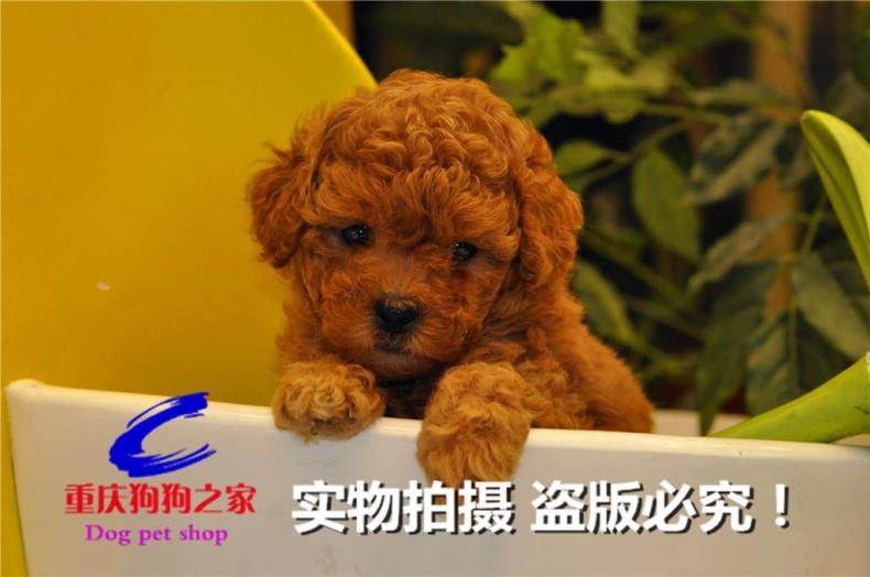 正品[泰迪熊有多少颜色]颜色搭配表评测 颜色的