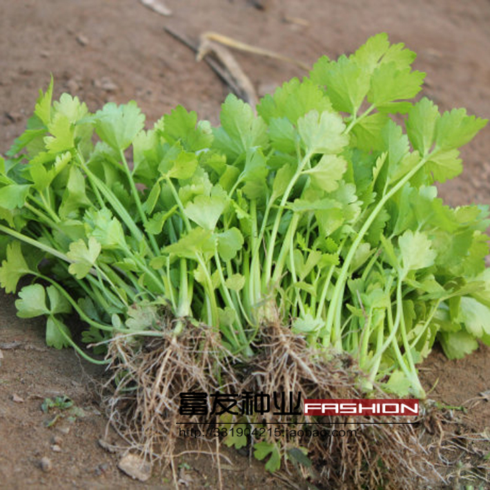 小芹菜,小芹菜图片,价格,介绍和评价_第9页_快乐湖南