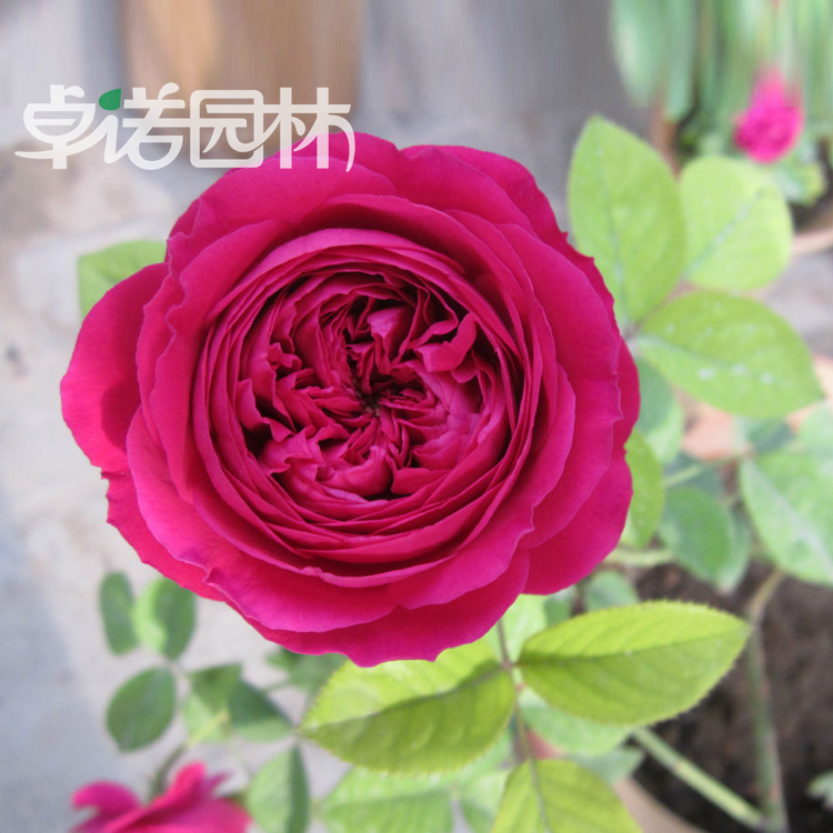 欧洲藤本月季 威廉莎士比亚2000 四季观花植物爬藤蔷薇月季花苗