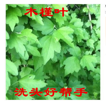 特价出售优质新鲜木槿叶子 木槿叶木槿树苗 木槿苗 现