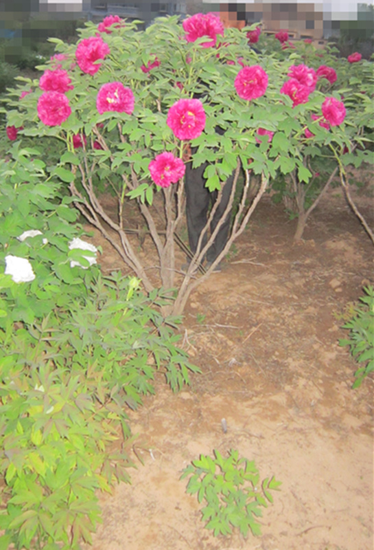 牡丹王飞燕凌空大花卉苗多年生菏泽牡丹高大木本植物企业庭院盆栽