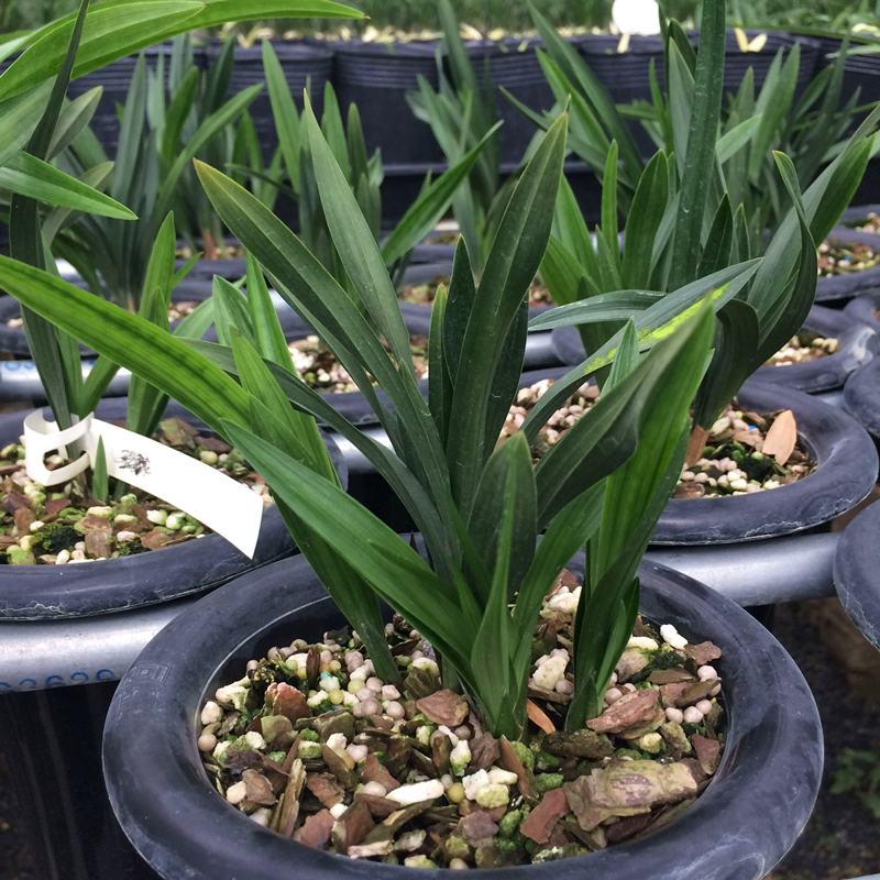 春兰矮种兰花苗 玉玲珑 荷瓣冬带花苞办公室内绿植花卉包邮